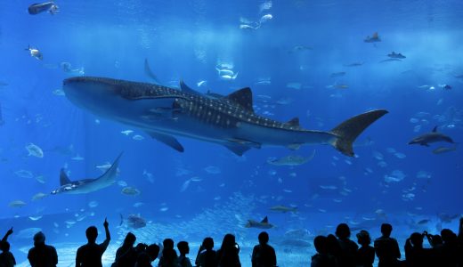 ロマンティックな水族館コン