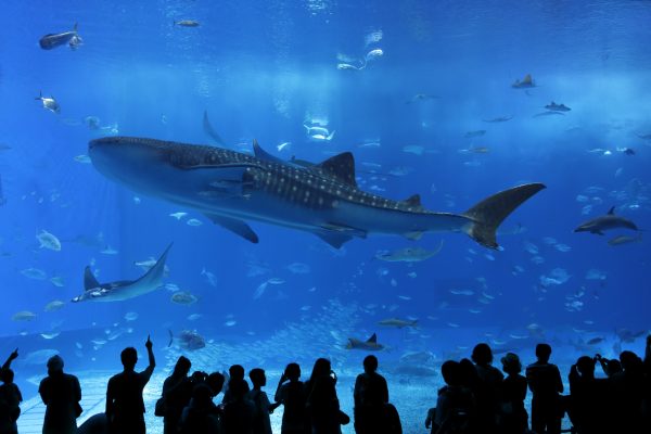 街コンレポート＿美ら海水族館の特大水槽のジンベイザメを鑑賞している