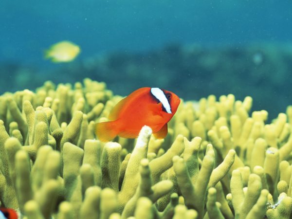 街コンレポート＿水族館にいるサンゴ礁とお魚