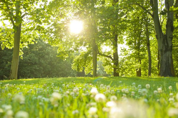 街コンレポート＿自然の森の中で太陽の光がさしています