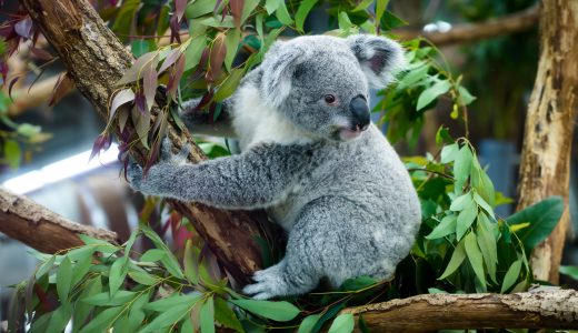 自然体でわいわい楽しめる動物園コンを徹底調査！