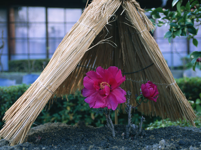 街コンレポート＿ピンクの花の上に藁ぼっち