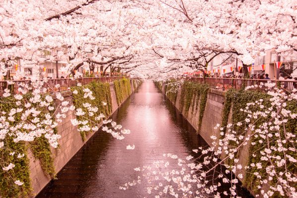 街コンレポート＿桜